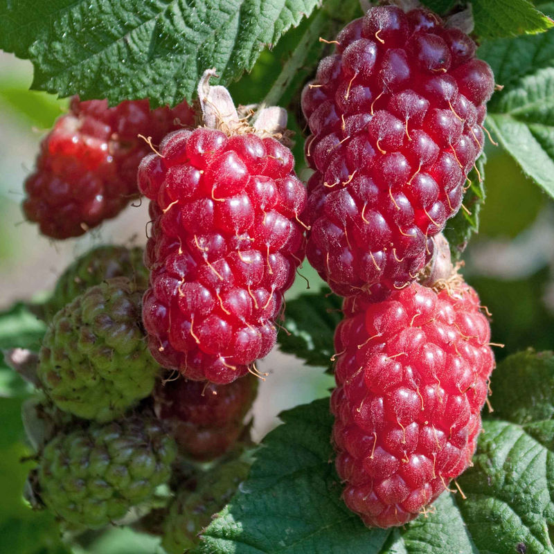 Taybeere 'Tayberry'