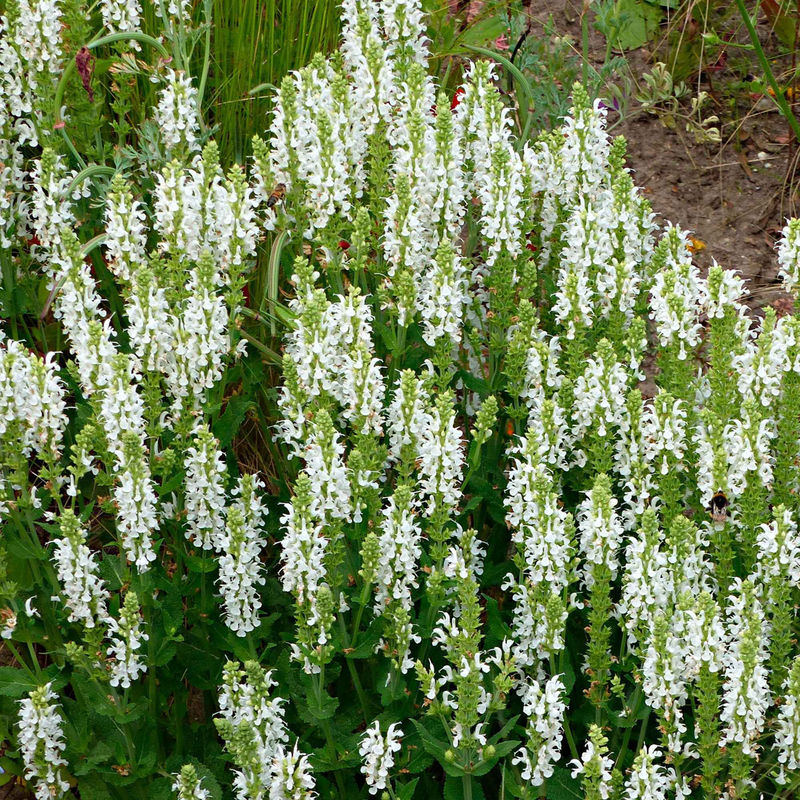 Steppensalbei 'Schneehügel'