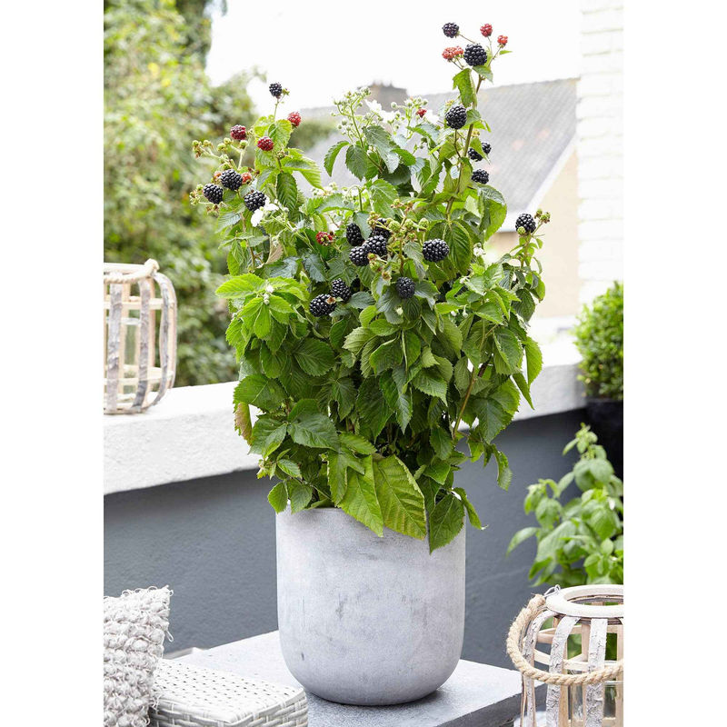 Zwerg-Brombeere Rubus 'Little Black Prince' Schwarz - Bio - Winterhart - Title:1x Lieferhöhe 30-50 cm, Topfgröße Ø 13 cm