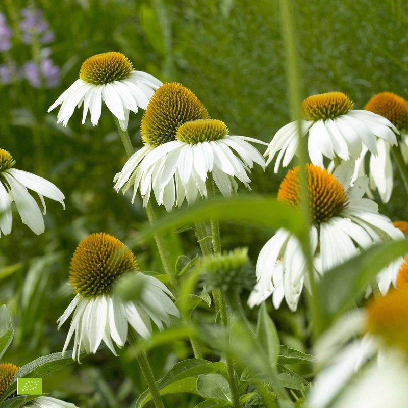 Purpursonnenhut 'Alba'