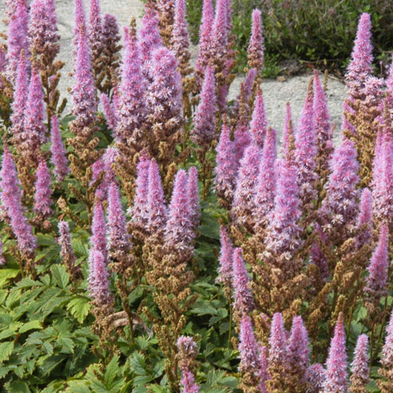 Prachtspiere Astilbe 'Pumila'