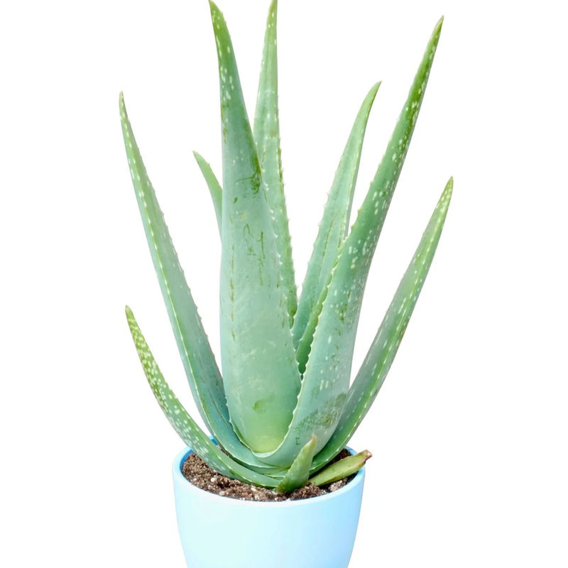 Aloe vera - Title:Der topf / Ø 10.5cm / Lieferhöhe ca. 25cm