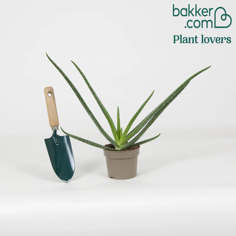 Aloe vera - Title:Der topf / Ø 12cm / Lieferhöhe ca. 25cm