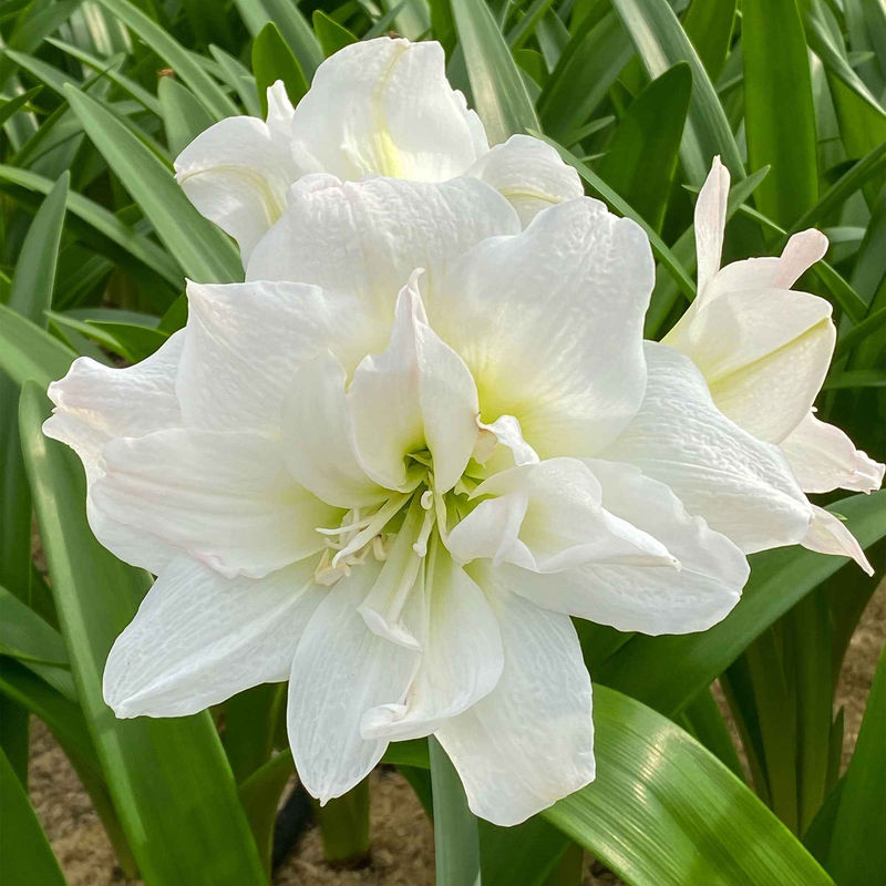 Amaryllis 'Arctic Nymph'