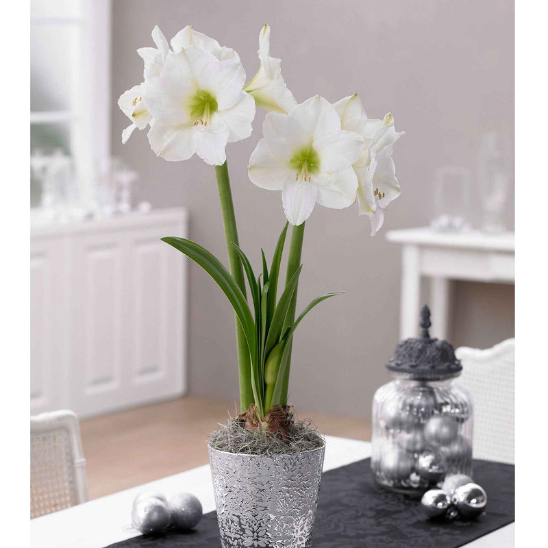 Amaryllis