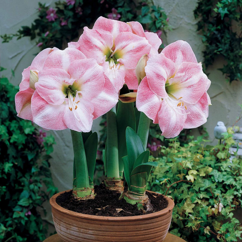 Amaryllis Angelique