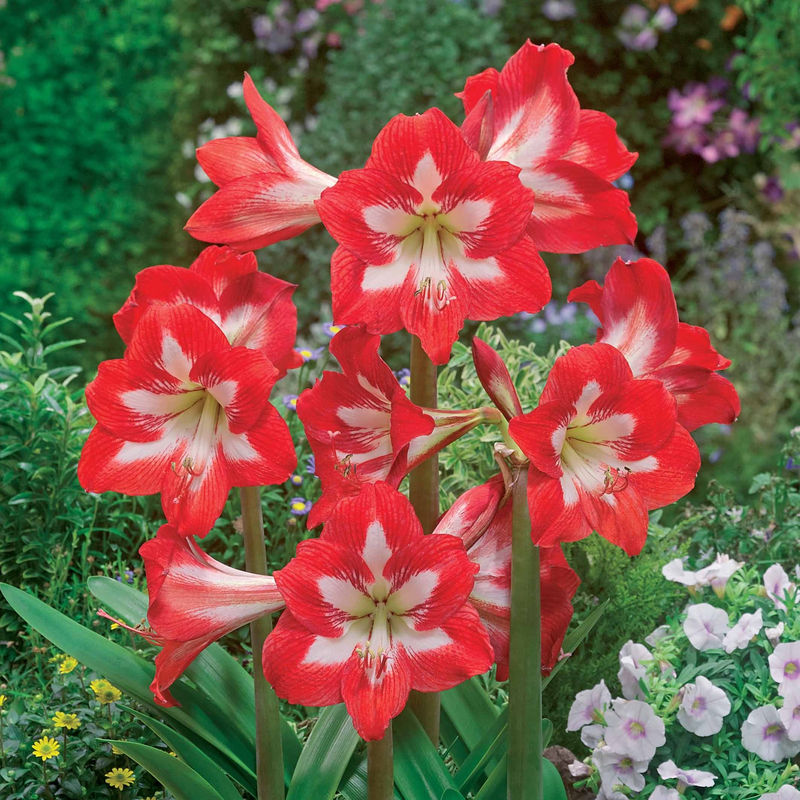 Garten-Amaryllis Sonatini Eye Catcher (x3)