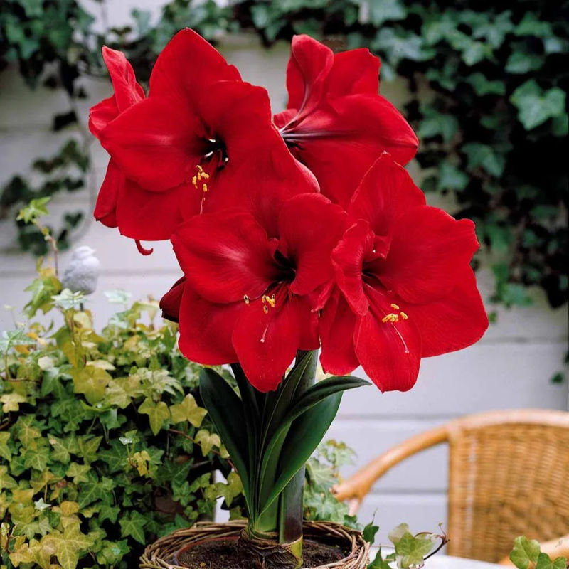 Amaryllis Valencia