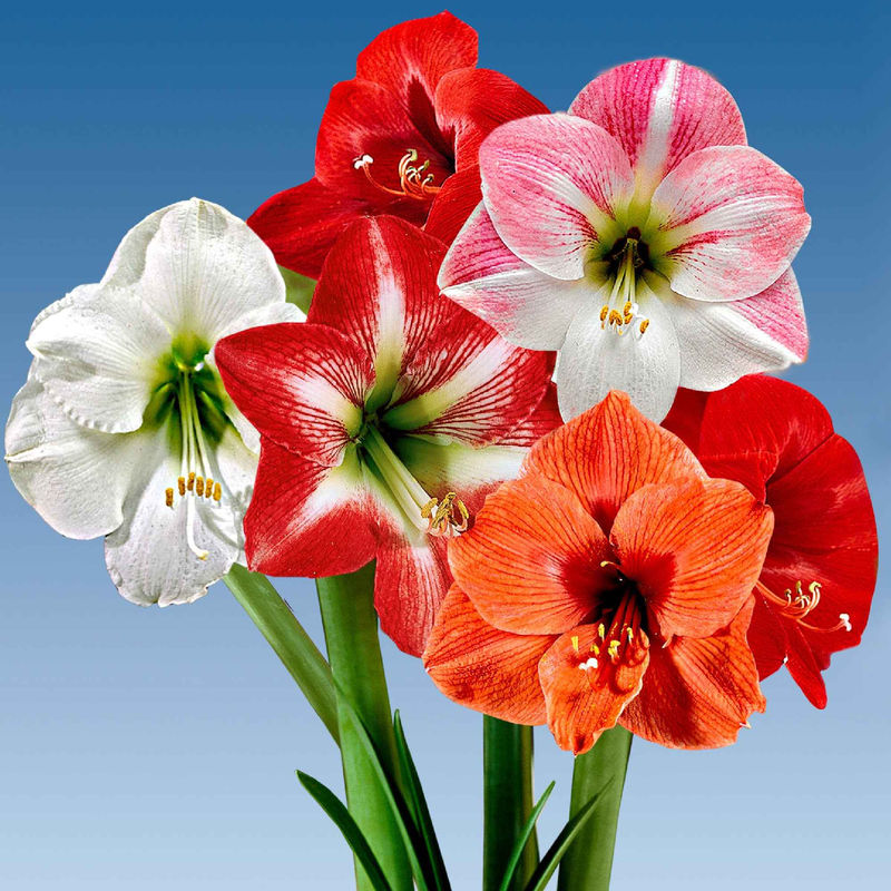 Amaryllis Mischung (x3)
