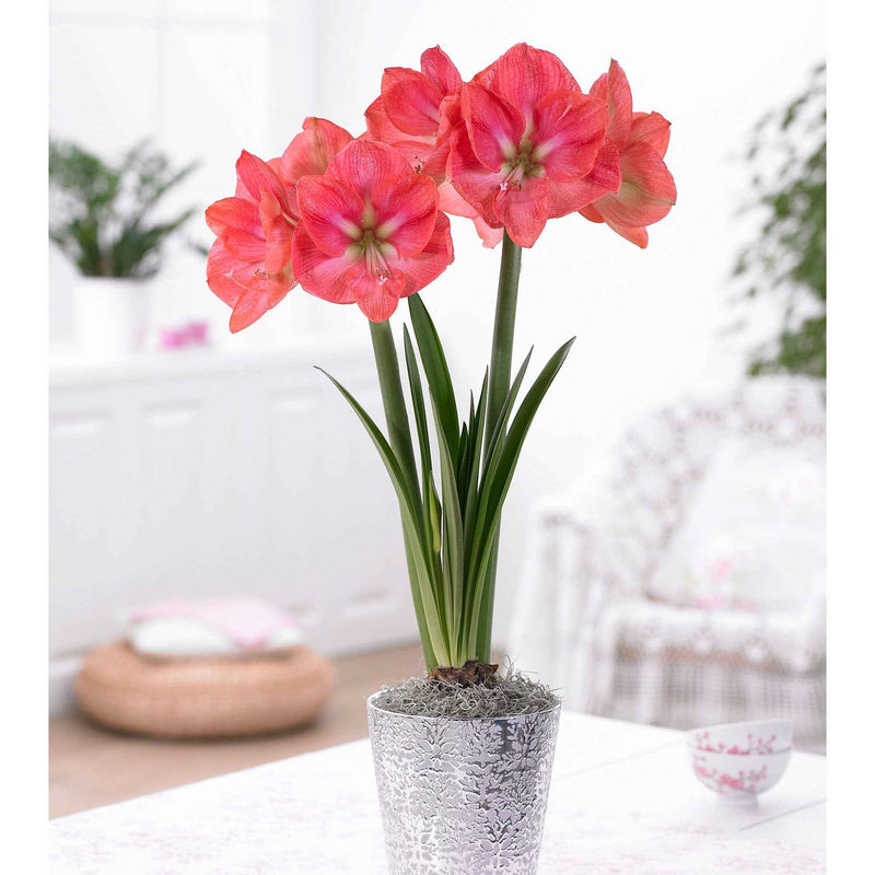 Amaryllis