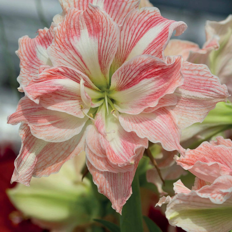 Amaryllis Happy Nymph