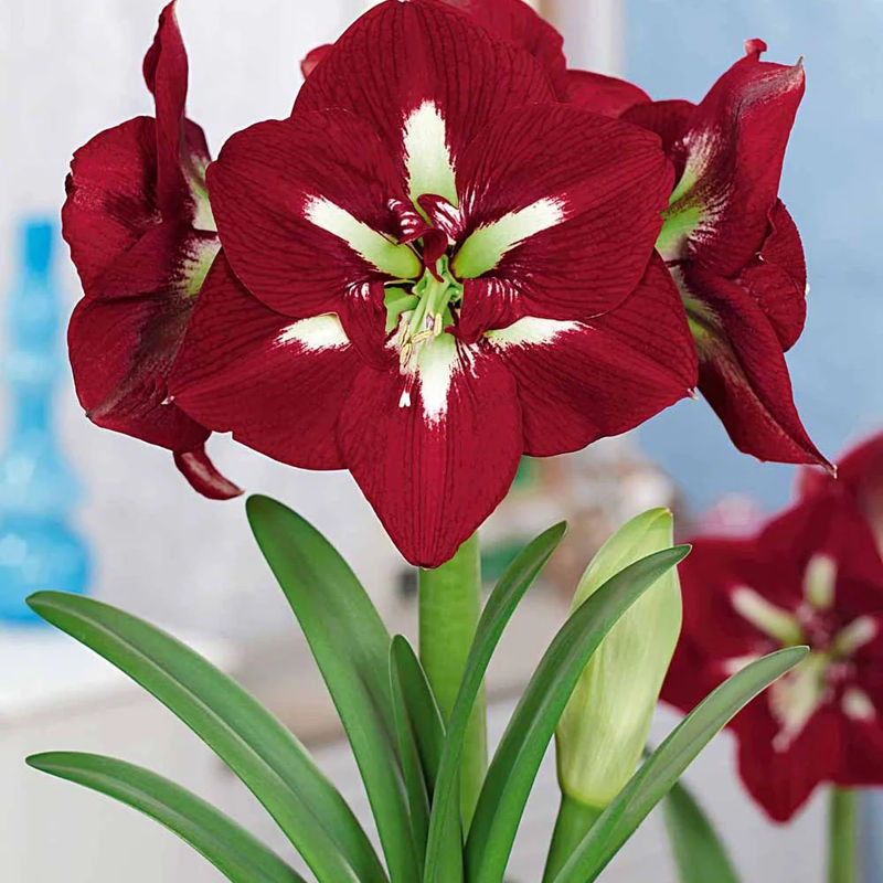 Amaryllis Barbados