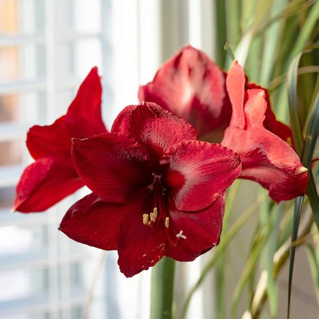 Amaryllis