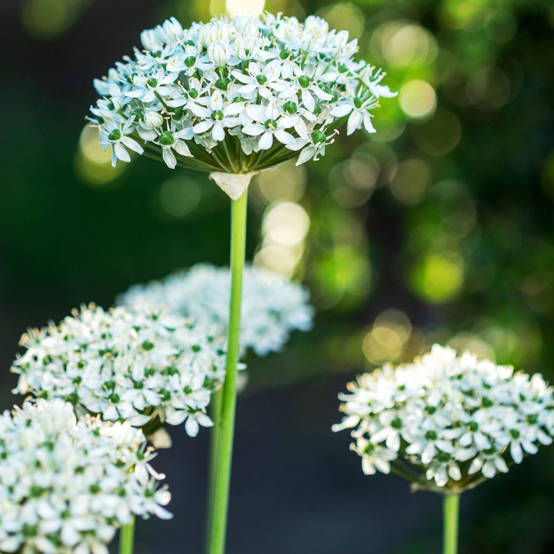 Allium Nigrum (x10)