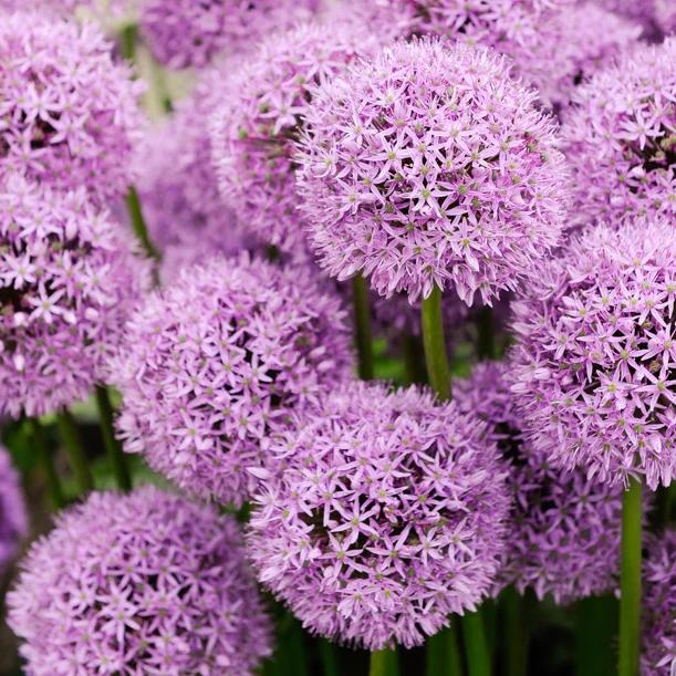 Zierlauch Gladiator - Title:Das beutel von 1 blumenzwiebel / umfang 17-20cm