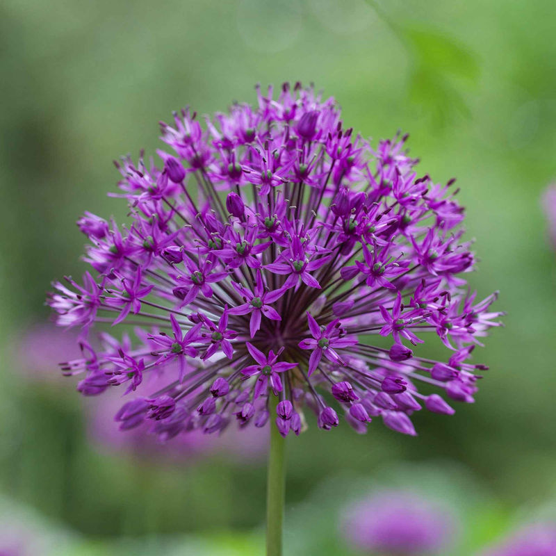 Zierlauch 'Purple Sensation' (x10)