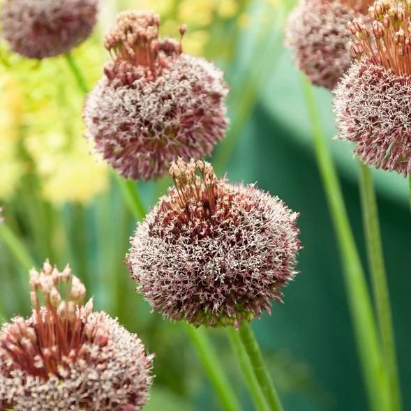 Allium Forelock (x2)