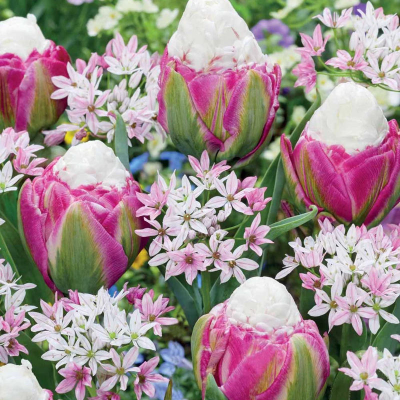 Pastelfarbene Tulpen Ice Cream und Zierlauch Blumenzwiebel Mischung (x15)