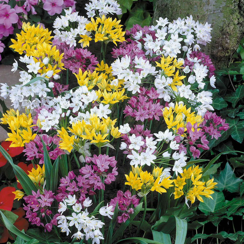 Zierlauch Mischung 'Happy Bulbs' (x25)