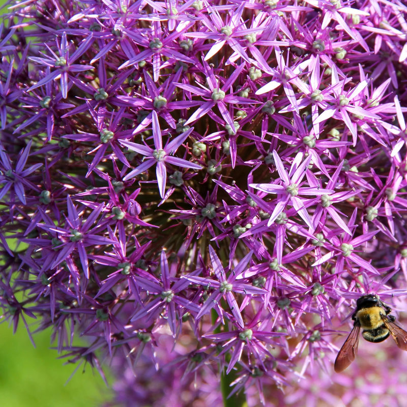 Allium Christophii (x10)