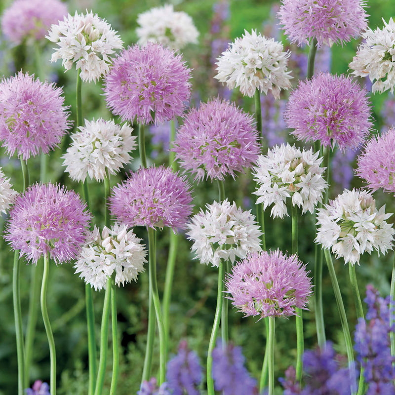 Allium Rosy Dream (x10)