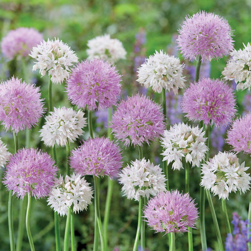 Allium Gracefull Beauty (x10)