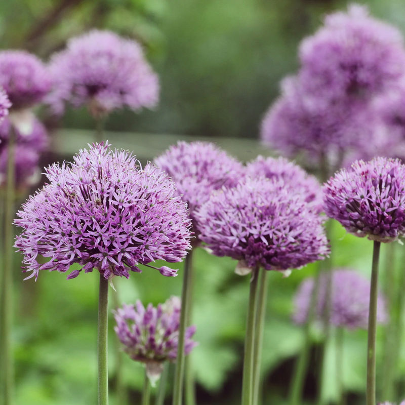 Allium Pinball Wizard
