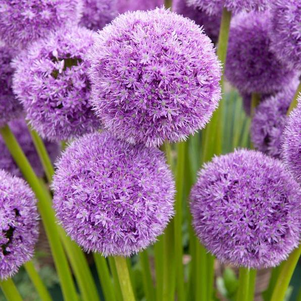 Allium His Excellency (x2)