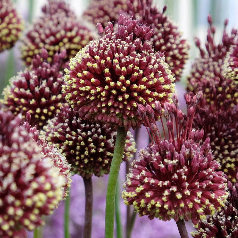 Schmucklilien Red Mohican