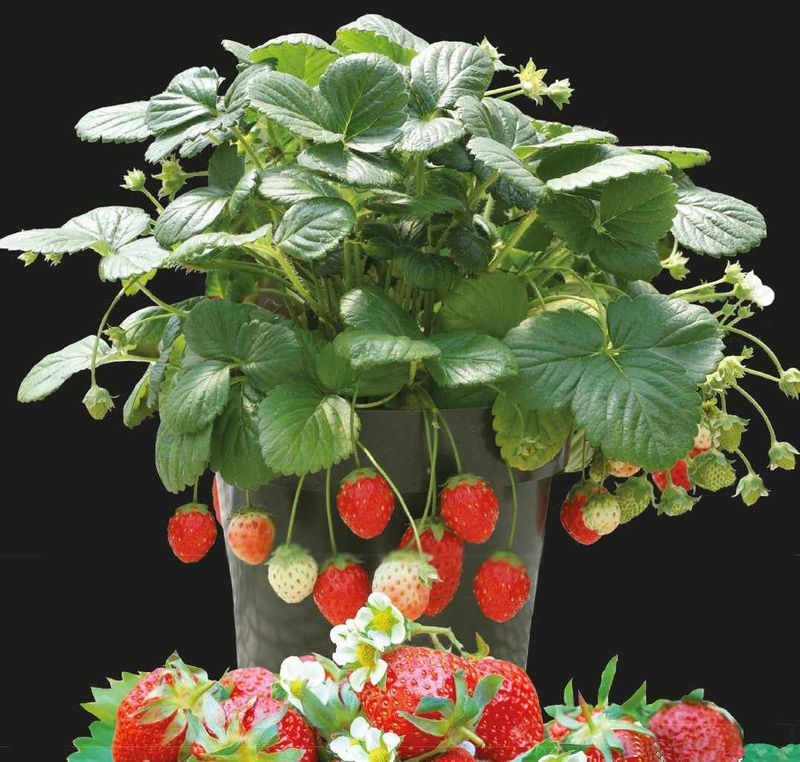 Erdbeere Temptation