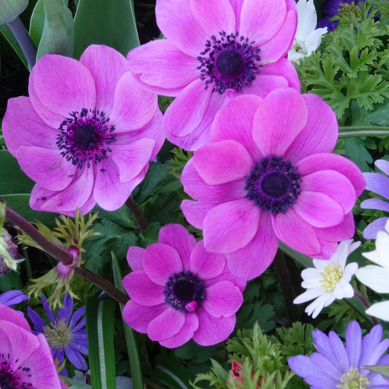 Anemonen coronaria - Rosa - Title:Das beutel von 15 blumenzwiebeln / umfang 5-6cm
