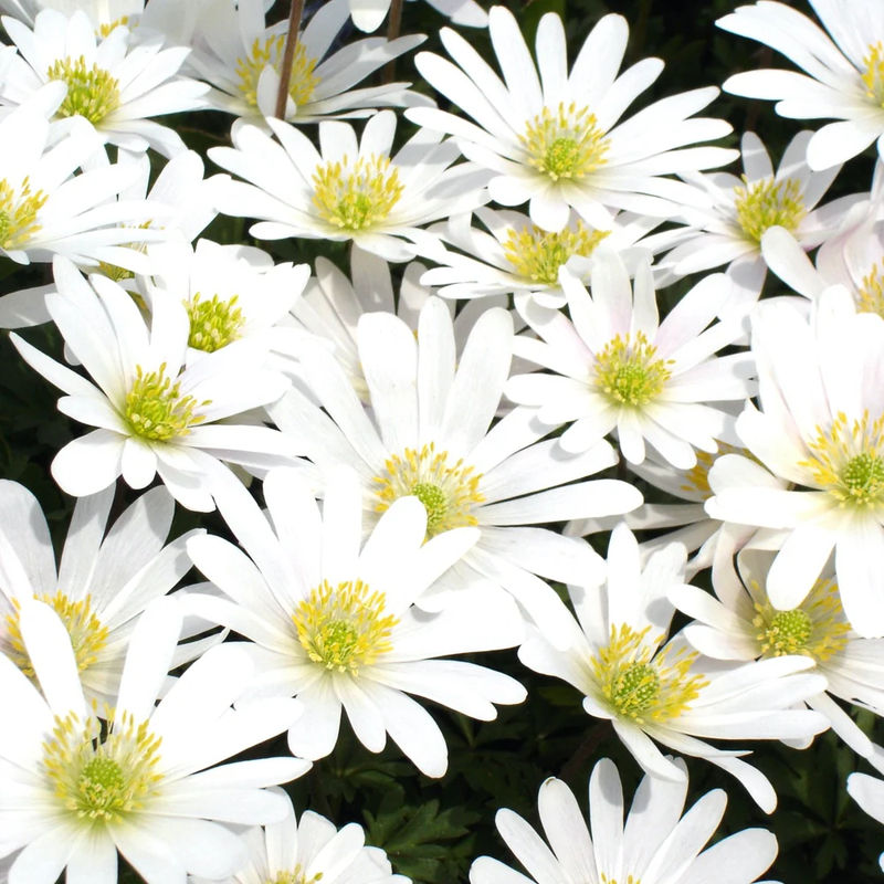Griechische Anemonen White Splendour