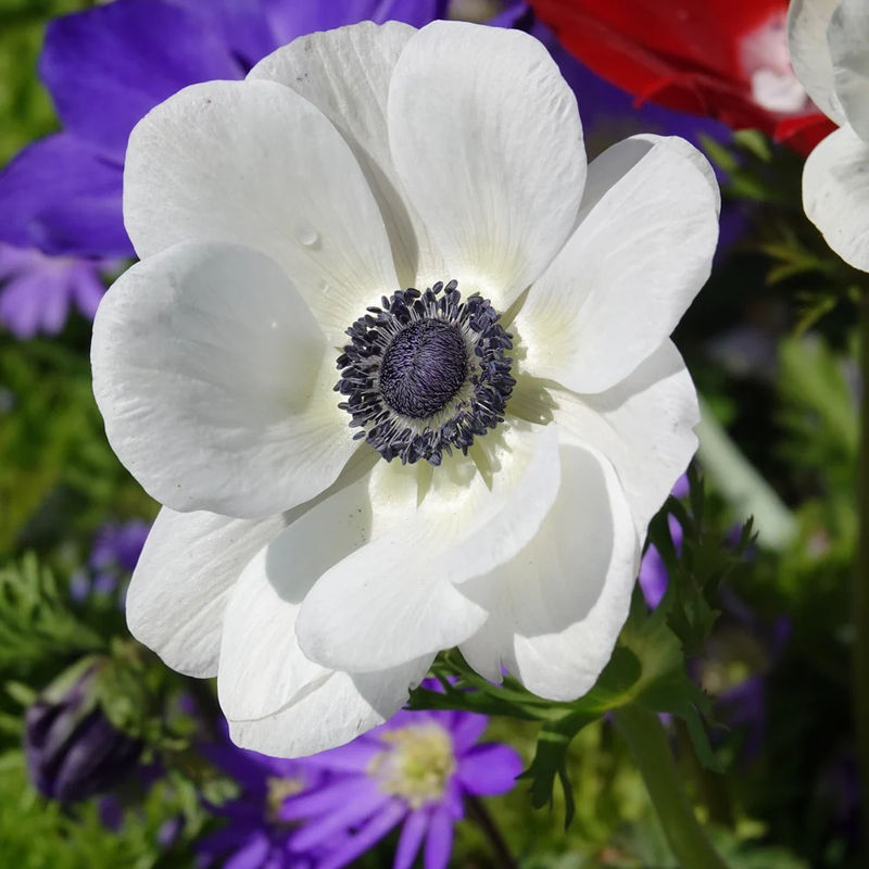 Anemonen coronaria - 'The Bride' - Title:Das beutel von 15 blumenzwiebeln / umfang 5-6cm