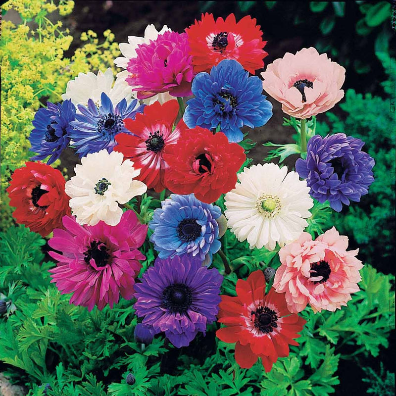 Gefüllte  Gartenanemonen Mischung (x30)