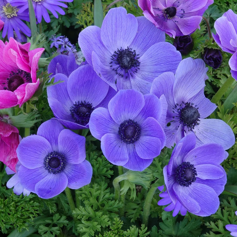 Anemonen coronaria - Blau - Title:Das beutel von 15 blumenzwiebeln / umfang 5-6cm