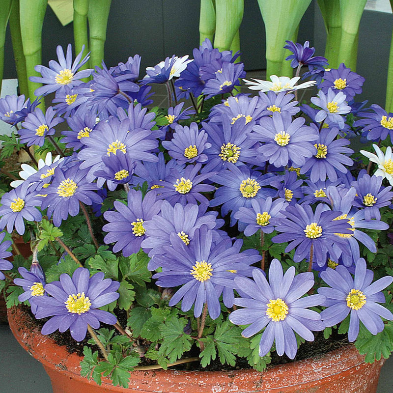 Anemone blanda blau (x30)