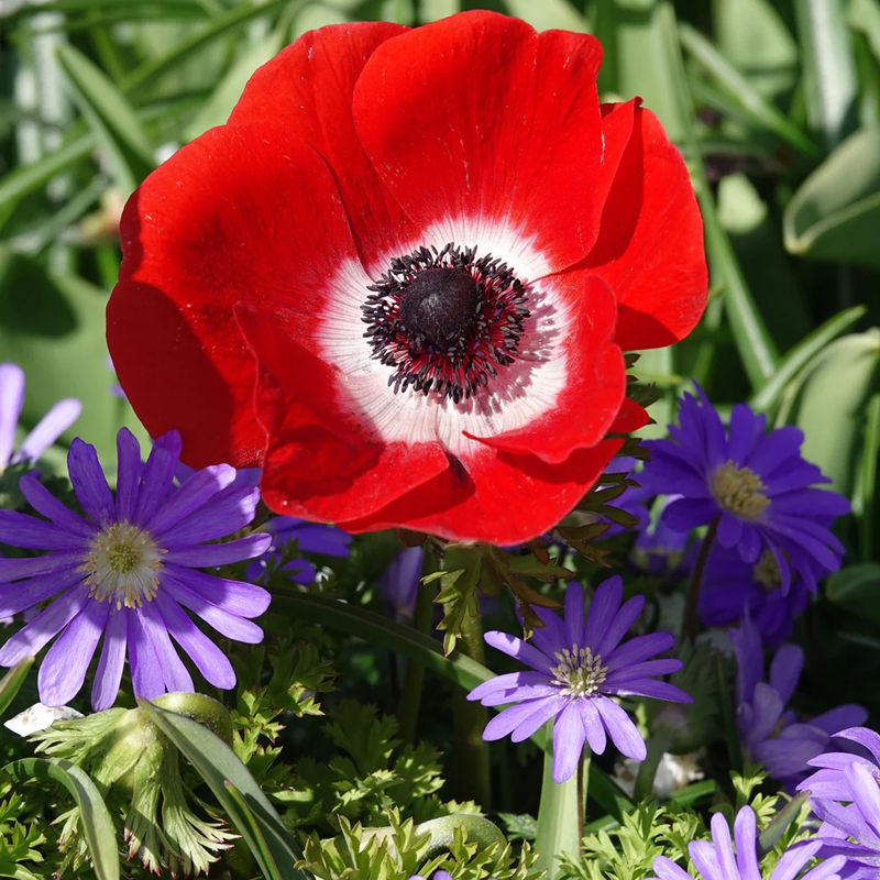 Anemonen coronaria - Rot - Title:Das beutel von 15 blumenzwiebeln / umfang 5-6cm