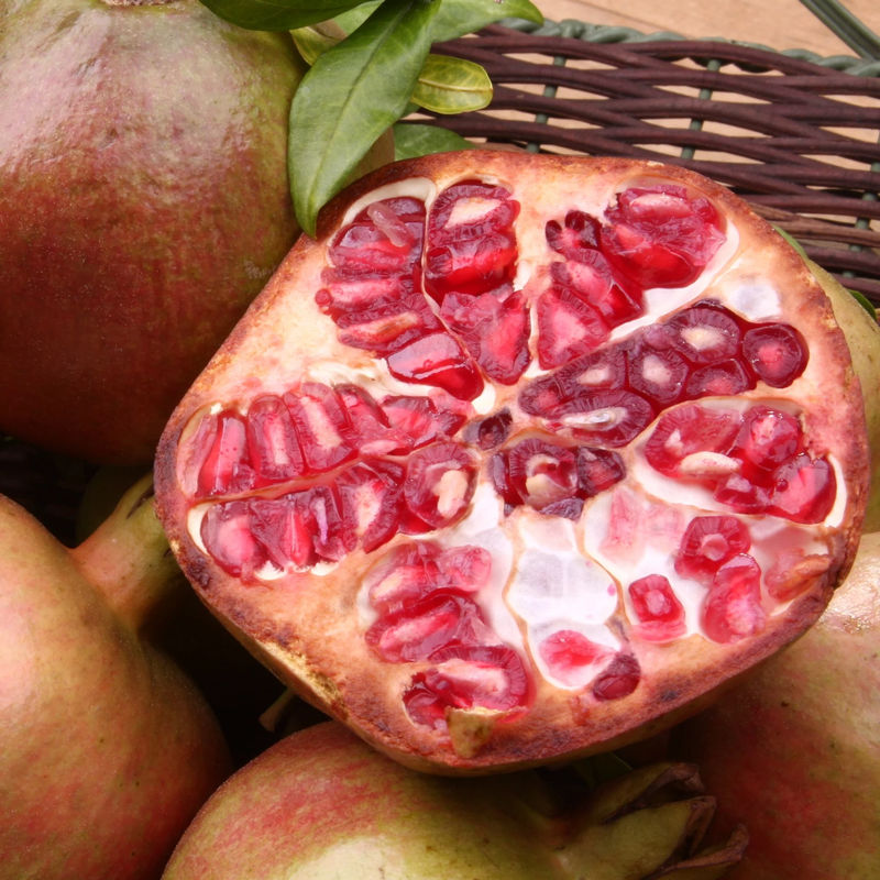 Granatapfel Fina Tendral