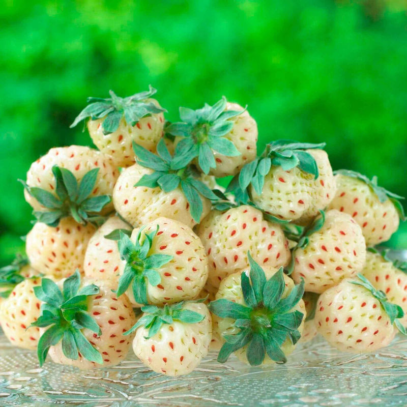 Ananas-Erdbeere 'Pineberry' (x2)