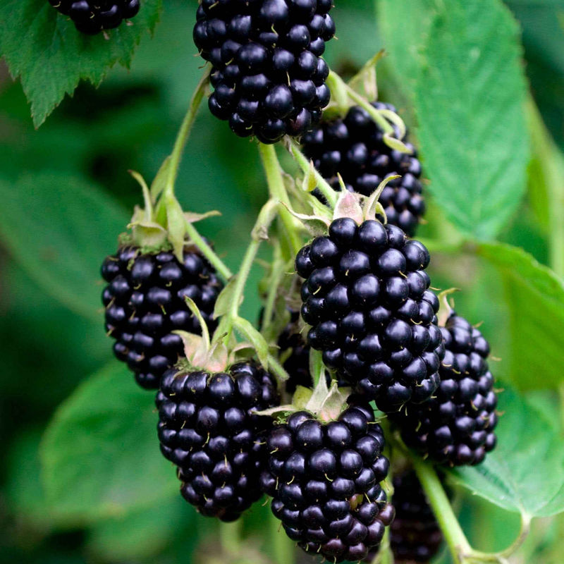 Maulbeere 'Mulle'