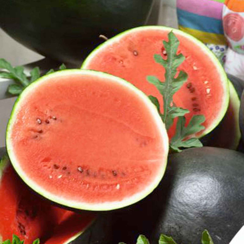 Wassermelone Citrullus 'Sugar Baby'
