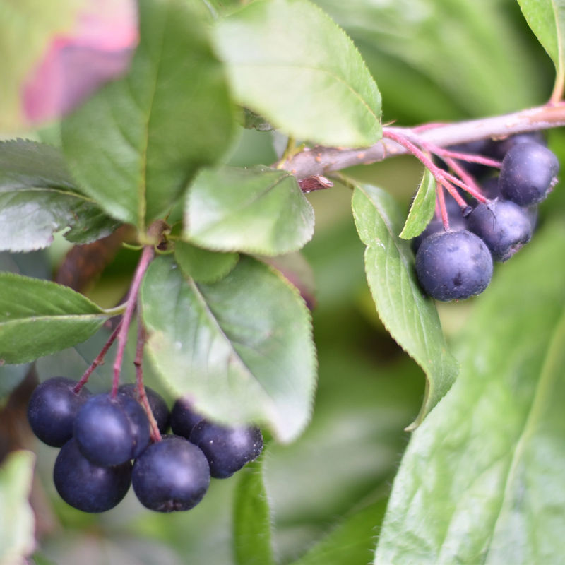 Schwarzfruchtige Apfelbeere Nero