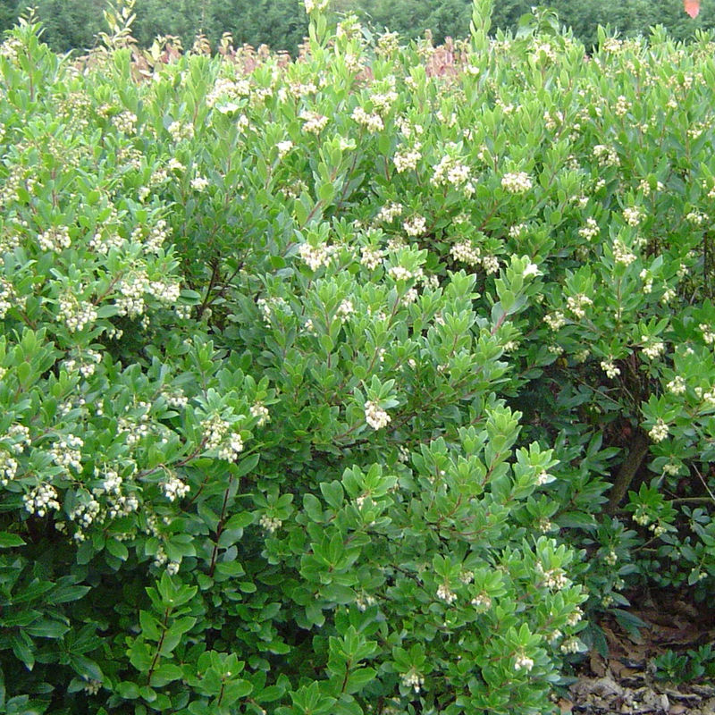 Erdbeerbaum