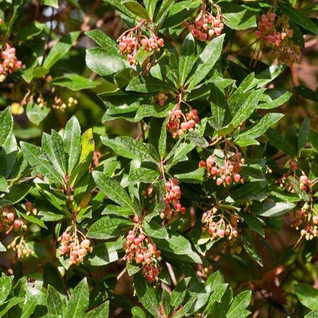 Erdbeerbaum Rubra