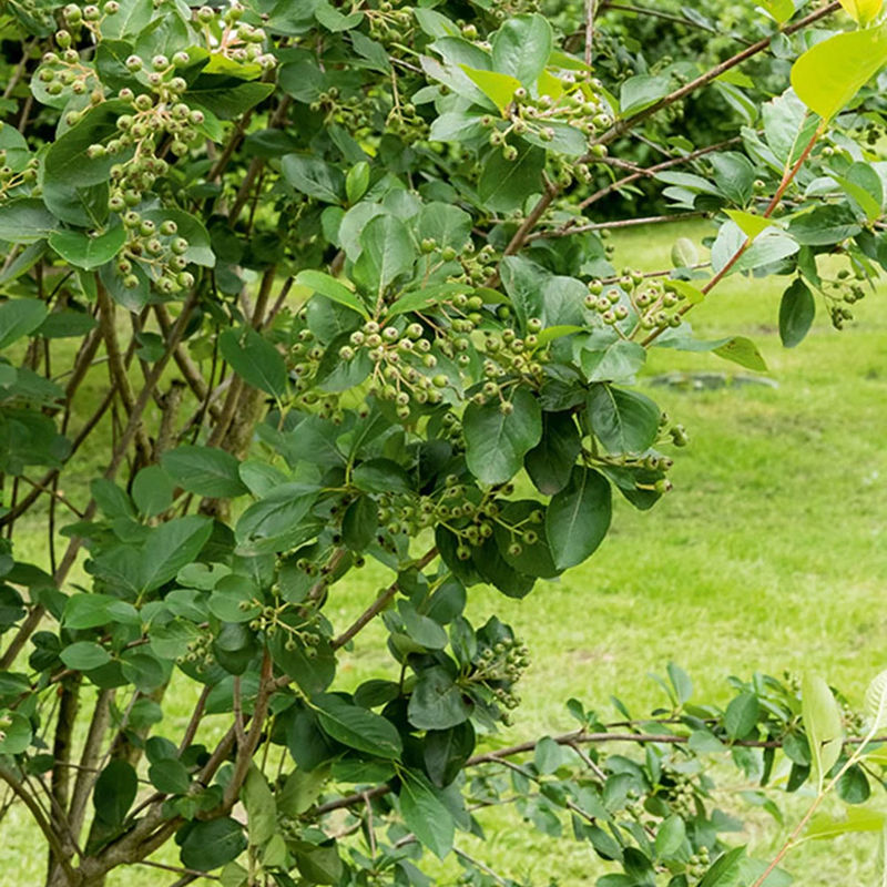 Schwarze Apfelbeere