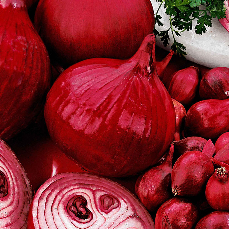 Zwiebel 'Brunswijker Red Comred'