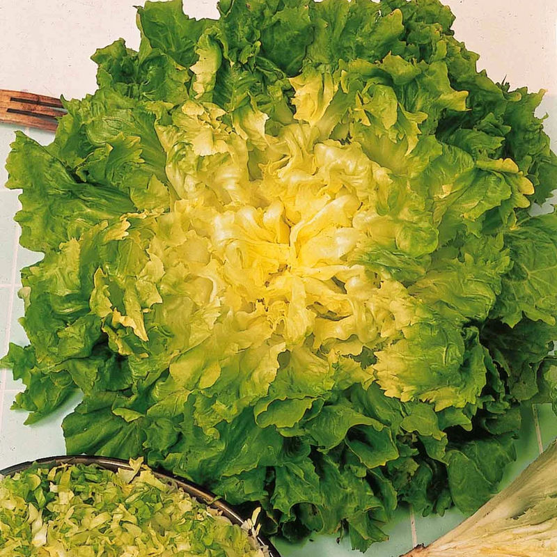 Endiviensalat Blond mit vollem Herzen