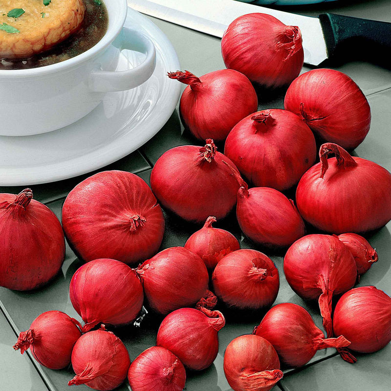 Rote Schalotte 'Red Sun'