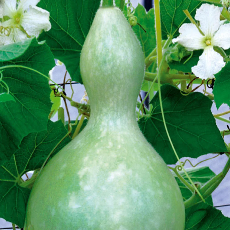Cucurbita Feldflasche Jahresflasche oder Pilgerflasche