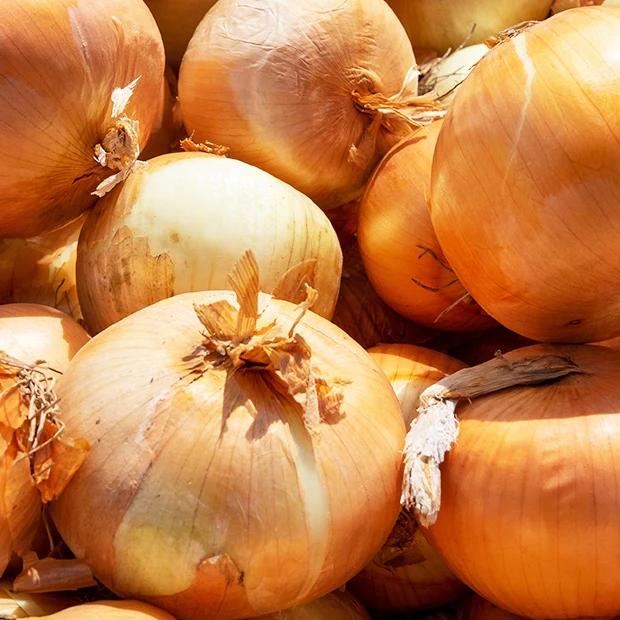 Gelbe Schalotte 'Golden Gourmet'